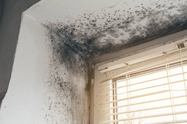 Affordable Mold Removal solutions in Ebony, VA