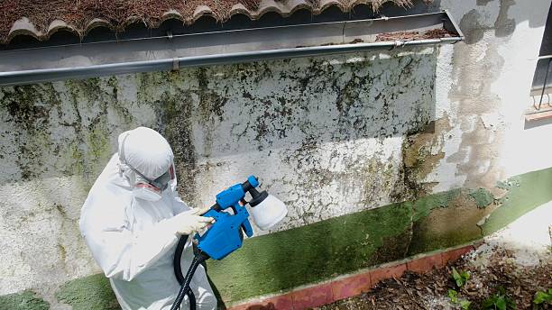 Top rated local Mold Removal specialists in Ebony, VA